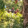 Dugaan Perjudian Sabung Ayam di Desa Ngembat Kecamatan Gondang, Ketua RT Dituding Terlibat