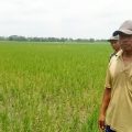 Lahan Pertanian Dihajar Hama Tikus, Petani Berharap Pemerintahan Kabupaten Nganjuk Terjun Lokasi