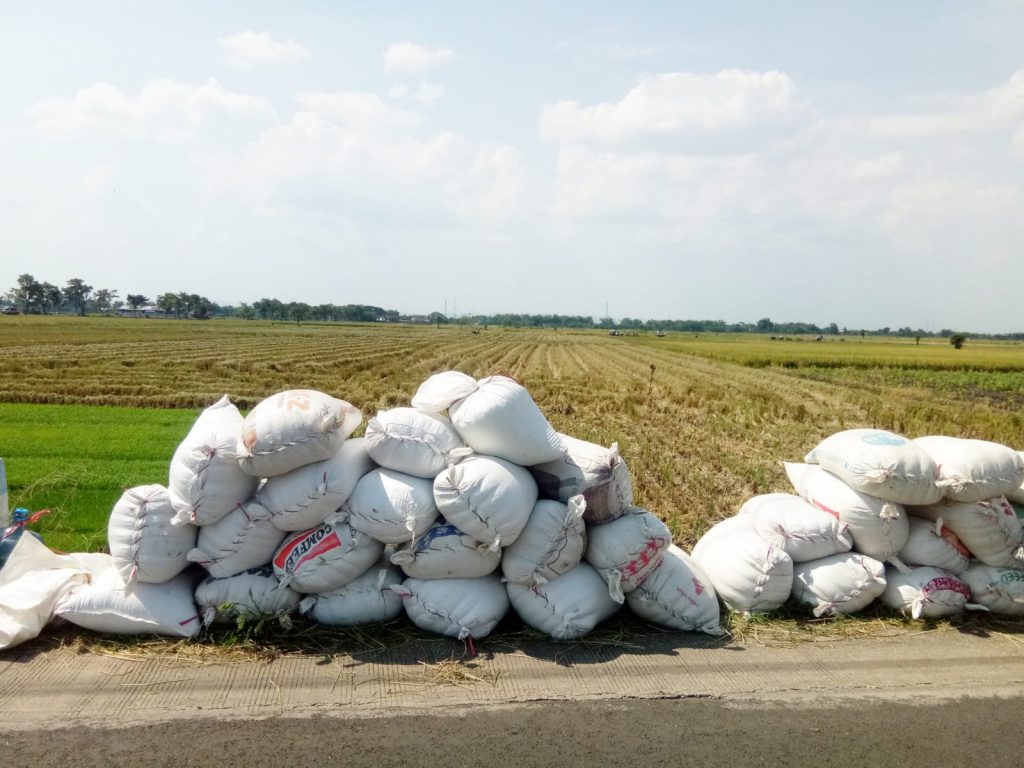 Musim Panen Raya Padi, Petani Menilai Harga Jual Masih Rendah Hingga Mahalnya Harga Pupuk
