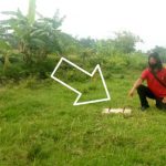 Pemdes Kepanjen Pace Nganjuk Diduga di PHP Proyek PJU Siluman