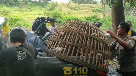 Judi Sambung Ayam di Ngembeh Dlanggu Digerebek Polisi