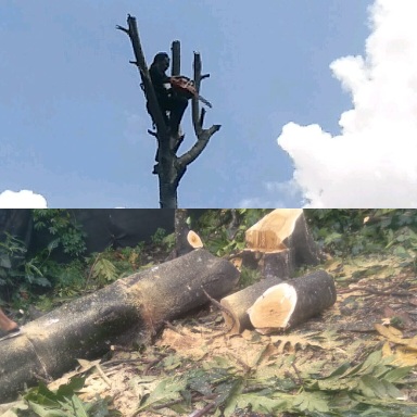 Antisipasi Bencana Pohon Tumbang, Rescue Mandiri Indonesia Bersama Warga Lakukan Penebangan