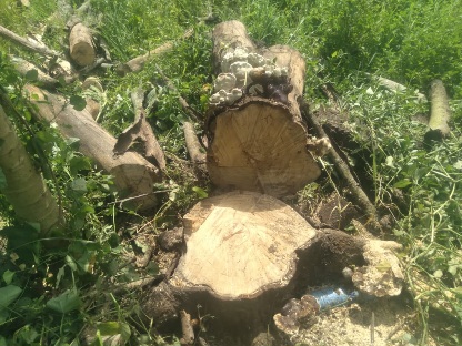 Pohon Lapuk Telah Mati, Relawan Resmi Lakukan Penabangan