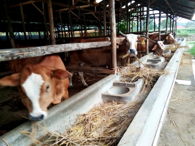 Beli Sapi Dengan Uang Muka, Penjual di Nganjuk Merasa Ditipu