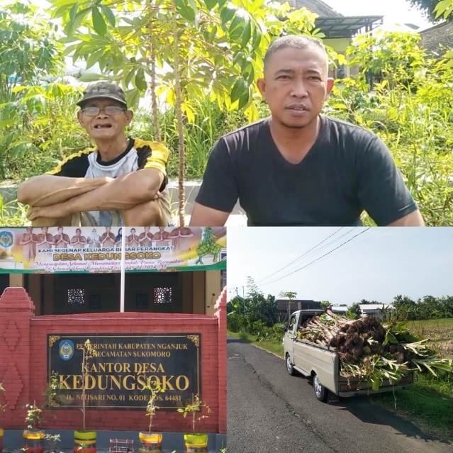 Meminta Hak Sewa, Warga Banjaranyar NekatTanam Ratusan Pohon Pisang di Lahan Sawah Desa Kedungsooko Sukomoro Nganjuk
