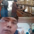 Bantuan Puluhan Hewan Kambing di Desa Jetis Kecamatan Jetis Kab.Mojokerto Diduga Carut Marut, Kades Dituding Kuasai Pribadi
