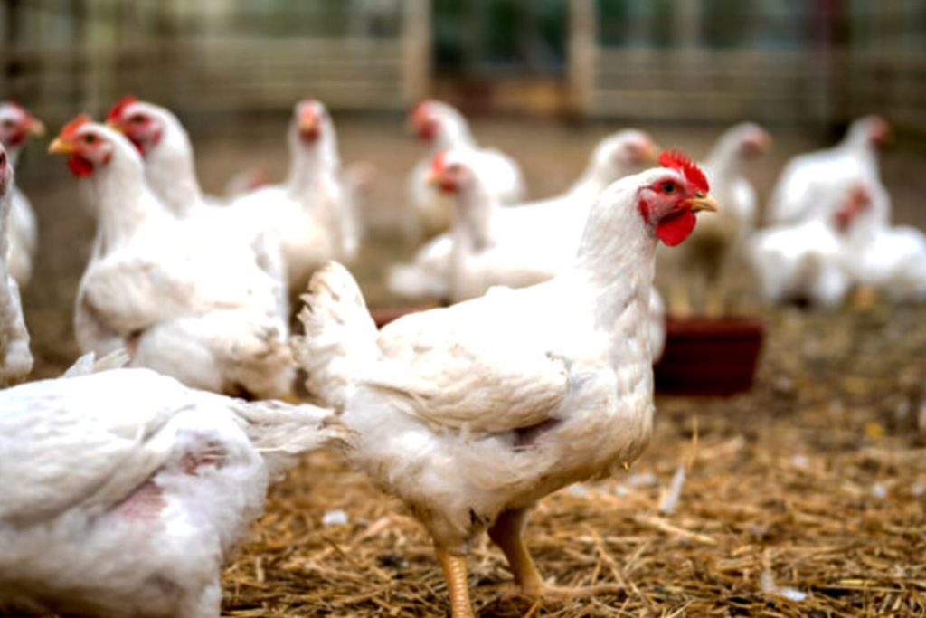 Pemotongan Ayam di Desa Betet Ngorongot Nganjuk Diduga Buang Limbah di Sungai, Warga Keluhkan Bau Tidak Sedap